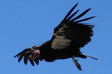 Condor In Flight