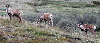Caribou