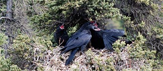 Raven's Nest