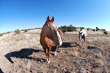 Jake and Cherokee getting wide