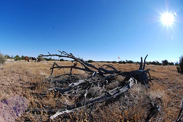 Tree experiment, fisheye lens