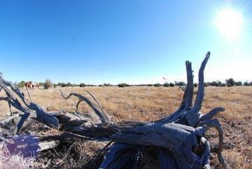 Tree experiment, fisheye lens