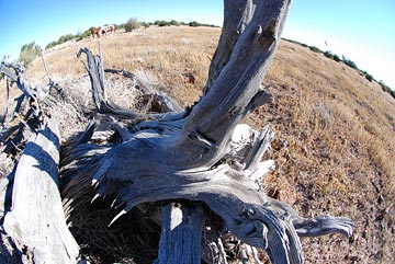 Tree experiment, fisheye lens