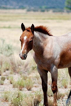 Baby Horse