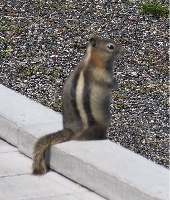 Chipmunk