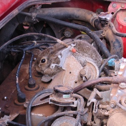 Rabbit in the Engine Compartment