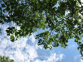 Leaves and Sky