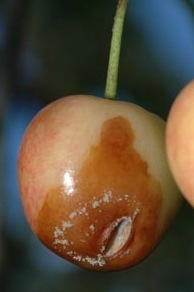 Split Cherry Split Cherry