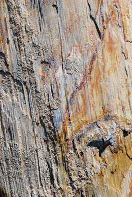 Petrified Wood
