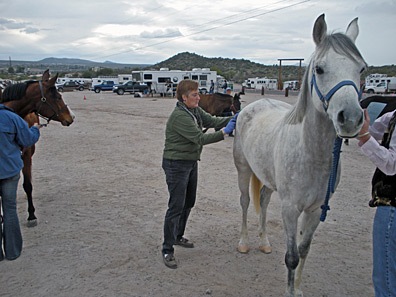 Marking Horse Butts
