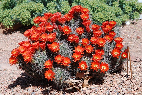 Hedgehog Cactus