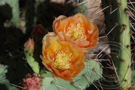 Salmon Prickly Pear Cactus Flowers