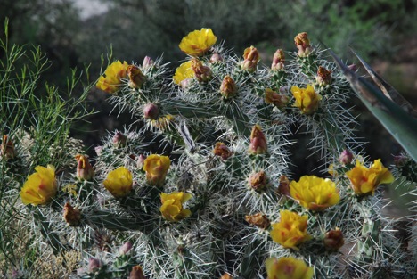 Cholla Flowers