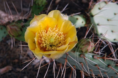 Yellow Prickly Pear Flowers
