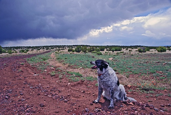Jack the Dog at Howard Mesa