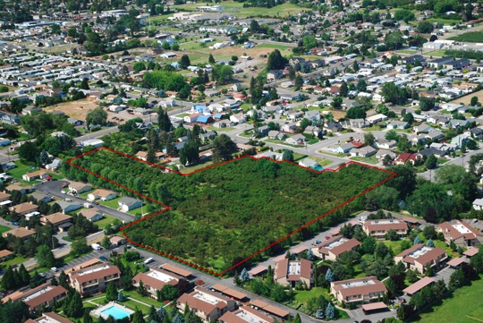 The Cherry Trees I Won't Dry