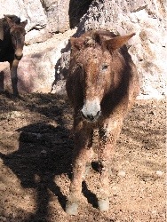 Mule at Phantom Ranch