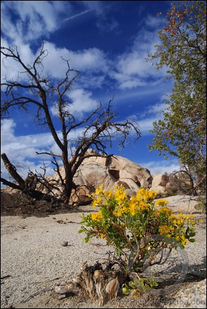 Joshua Tree Bouquet