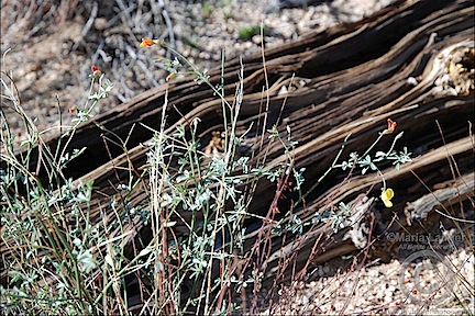 Wildflowers