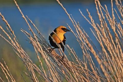 Yellow-Headed Blackbird