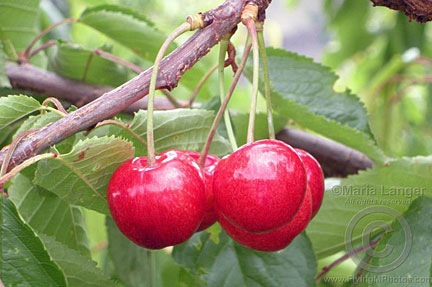 Cherries