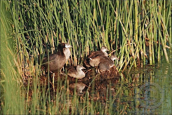 American Coot Family
