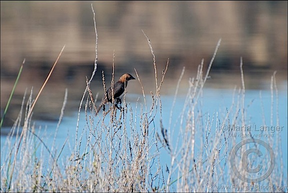 Brown Headed Cow Bird