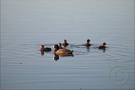 American Coot Family
