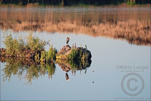 Heron Reflections