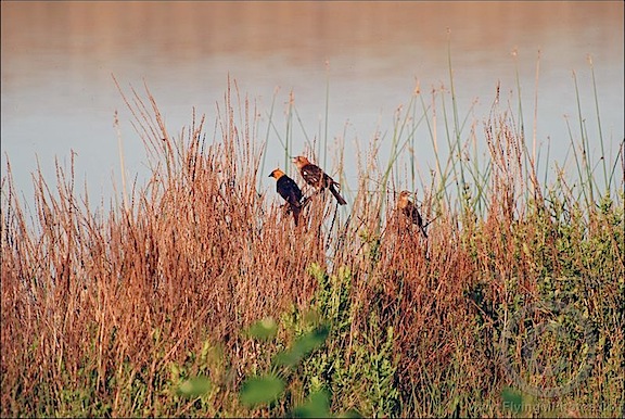 Yellow Headed Blackbird Family