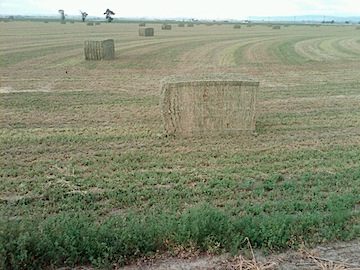 Alfalfa Bales