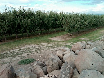 Apple Orchard