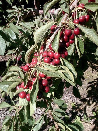 Cherries on a Tree