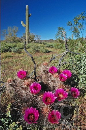 Cactus Flowers