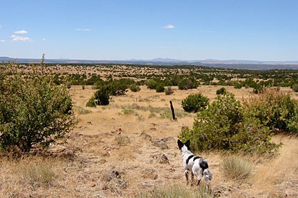 Jack at Howard Mesa