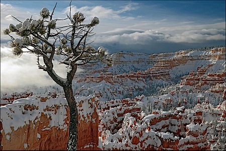 Bryce Canyon Lone Pine