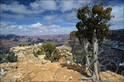 Grand Canyon Juniper