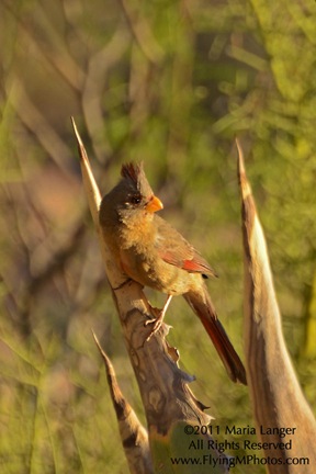 Female Cardinal
