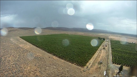 Orchard and Rain