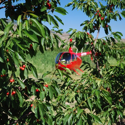 Helicopter in Orchard