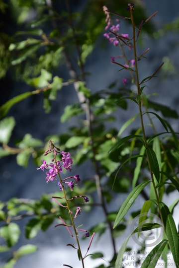 Purple Flowers