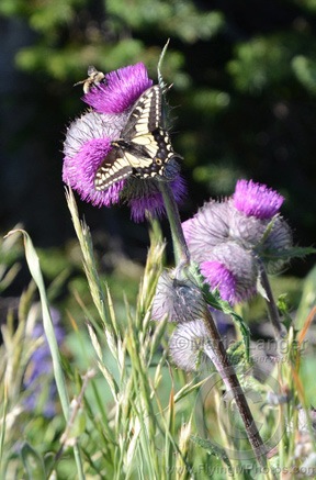 Butterfly and Bee