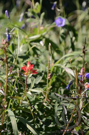 Indian Paintbrush