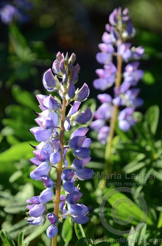 Lupines