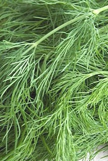 Fresh Dill Weed