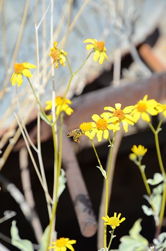 Brittlebush