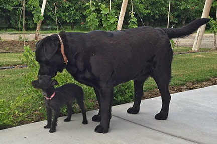 Penny and Beau
