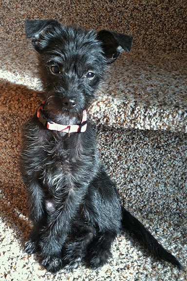 Penny the Tiny Dog