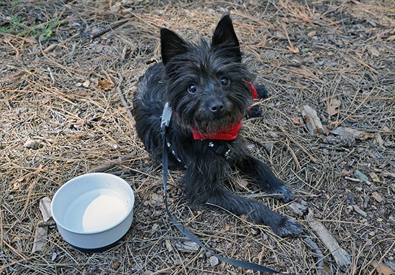Penny Resting on a Hike