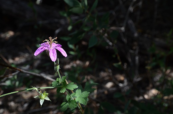 Flower in the Sun
